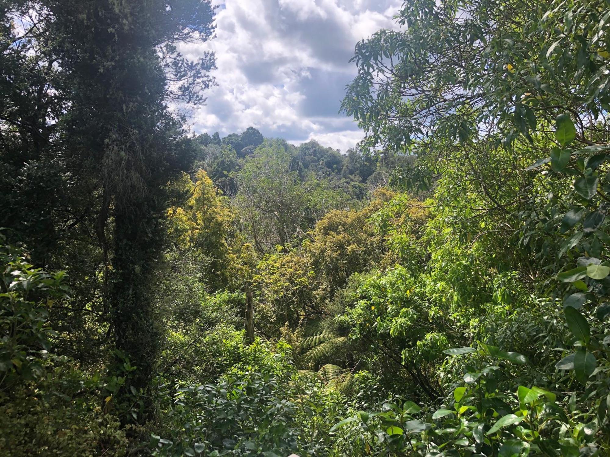 Tawharanui Kaka Ridge Retreat Bush Hideaway 아파트 외부 사진